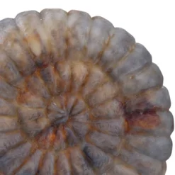 Natural Conch Moon Shell Accent Night Light Lamp - StyleCraft